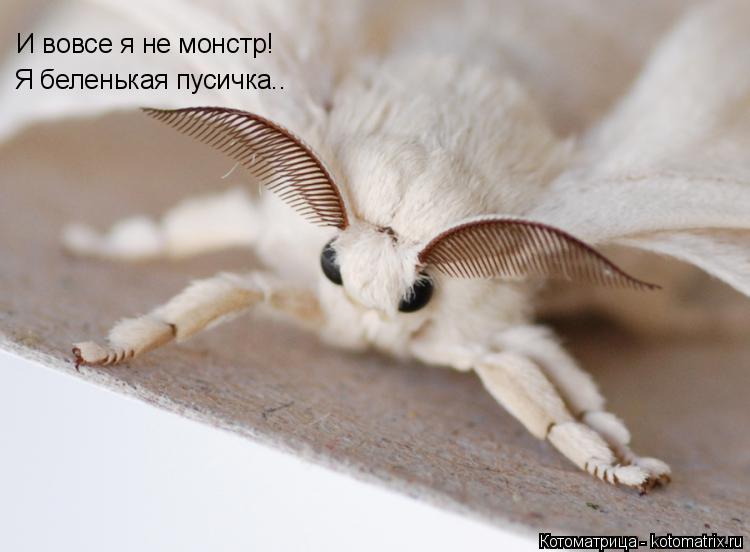 Котоматрица: И вовсе я не монстр! Я беленькая пусичка..