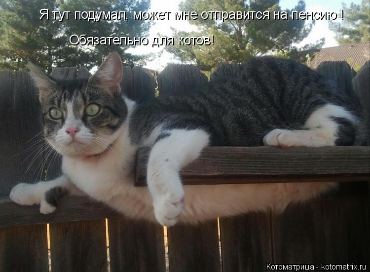 Котоматрица: Я тут подумал, может мне отправится на пенсию ! Обязательно для котов!