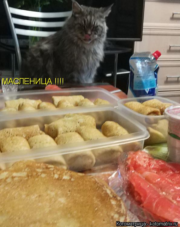 Котоматрица: МАСЛЕНИЦА !!!!