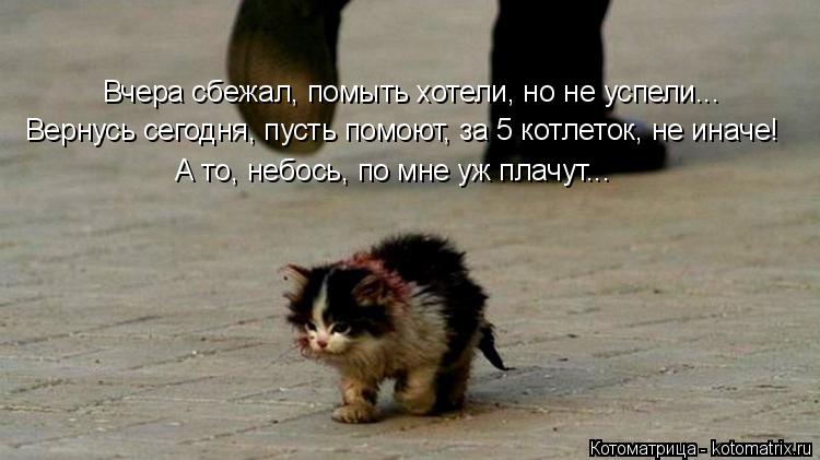 Котоматрица: Вчера сбежал, помыть хотели, но не успели... Вернусь сегодня, пусть помоют, за 5 котлеток, не иначе! А то, небось, по мне уж плачут...