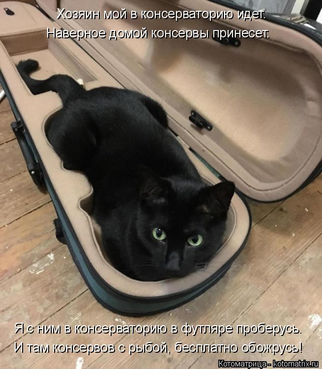 Котоматрица: Хозяин мой в консерваторию идет. Я с ним в консерваторию в футляре проберусь. И там консервов с рыбой, бесплатно обожрусь! Наверное домой ко?