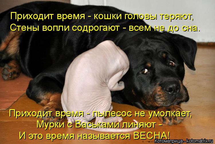 Котоматрица: Стены вопли содрогают - всем не до сна. Приходит время - кошки головы теряют, Приходит время - пылесос не умолкает,  Мурки с Васьками линяют - И