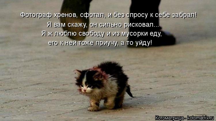 Котоматрица: Фотограф хренов, сфотал, и без спросу к себе забрал! Я вам скажу, он сильно рисковал... Я ж люблю свободу и из мусорки еду,  его к ней тоже приуч?