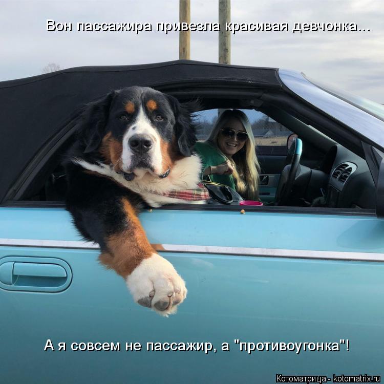 Котоматрица: А я совсем не пассажир, а "противоугонка"! Вон пассажира привезла красивая девчонка...