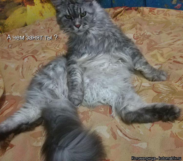 Котоматрица: А чем занят ты ?