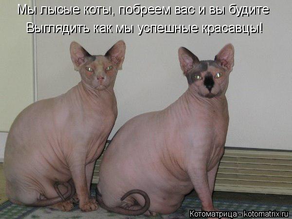 Котоматрица: Мы лысые коты, побреем вас и вы будите Выглядить как мы успешные красавцы!