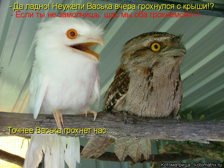 Котоматрица: - Да ладно! Неужели Васька вчера грохнулся с крыши!? - Если ты не замолчишь, щас мы оба грохнемся!!!!! - Точнее Васька грохнет нас....