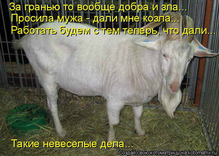 Котоматрица: За гранью то вообще добра и зла... Просила мужа - дали мне козла... Работать будем с тем теперь, что дали... Такие невеселые дела...