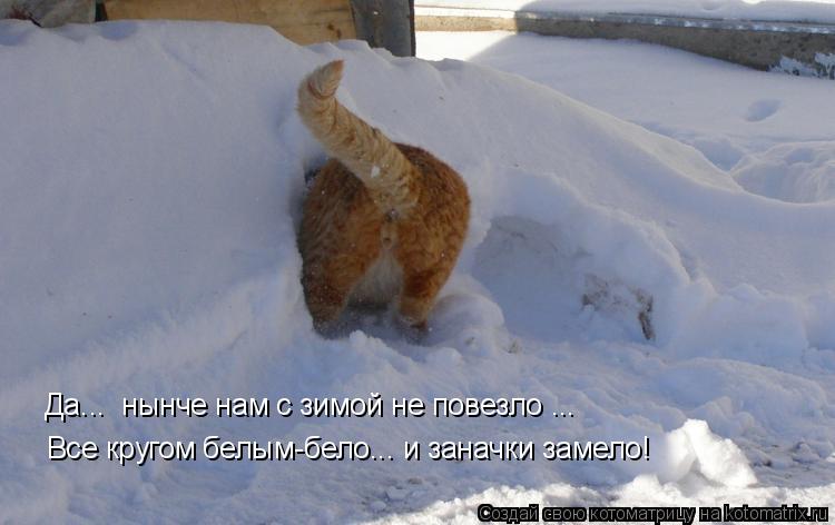 Котоматрица: Да...  нынче нам с зимой не повезло ... Все кругом белым-бело... и заначки замело!