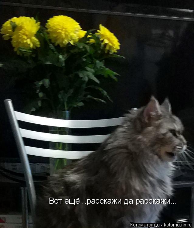 Котоматрица: Вот ещё ..расскажи да расскажи...