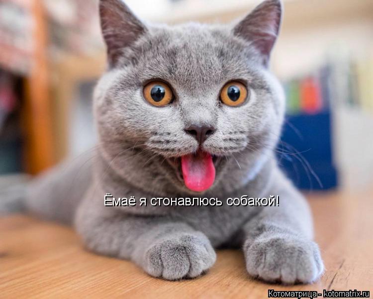 Котоматрица: Ёмаё я стонавлюсь собакой!