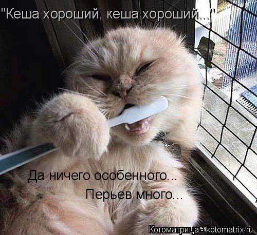 Котоматрица: "Кеша хороший, кеша хороший..." Да ничего особенного...  Перьев много...