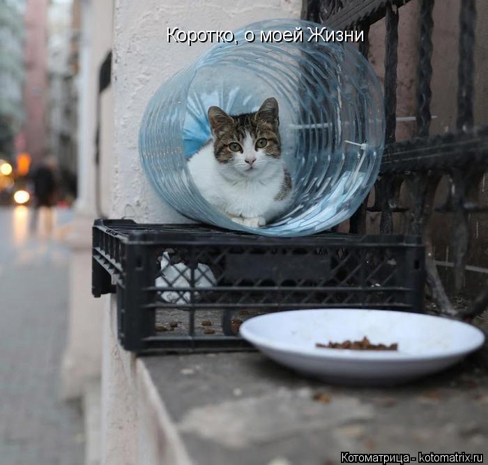 Котоматрица: Коротко, о моей Жизни