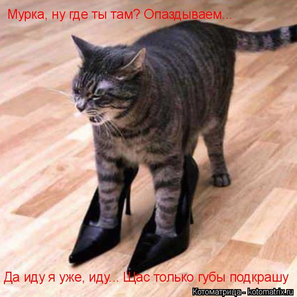 Котоматрица: Мурка, ну где ты там? Опаздываем... Да иду я уже, иду... Щас только губы подкрашу