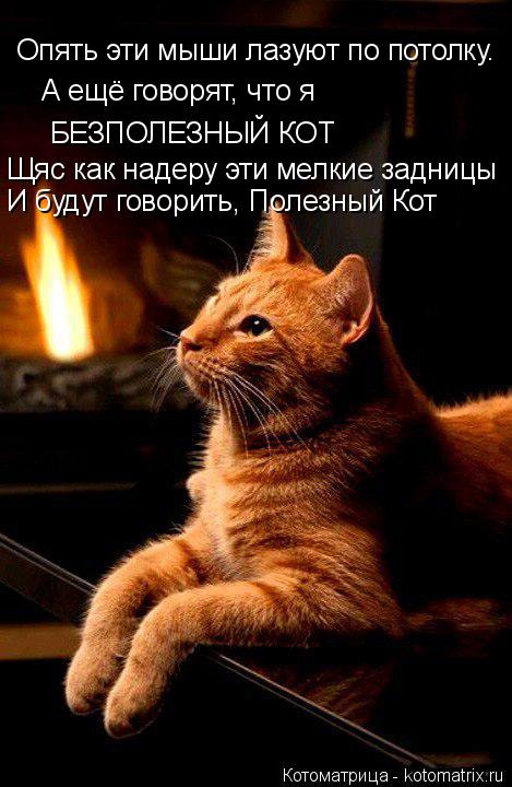 Котоматрица: Опять эти мыши лазуют по потолку. А ещё говорят, что я БЕЗПОЛЕЗНЫЙ КОТ Щяс как надеру эти мелкие задницы И будут говорить, Полезный Кот
