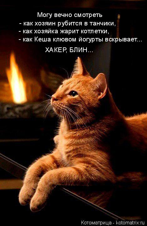 Котоматрица: Могу вечно смотреть  - как хозяин рубится в танчики,   - как хозяйка жарит котлетки, - как Кеша клювом йогурты вскрывает... ХАКЕР, БЛИН...