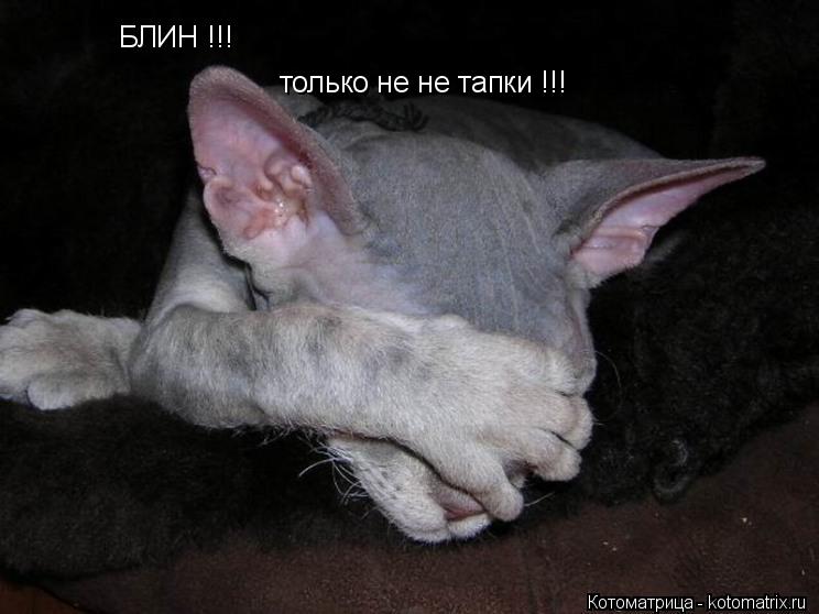 БЛИН !!! только не не тапки !!!... Котоматрица: БЛИН !!! только не не тапки !!!