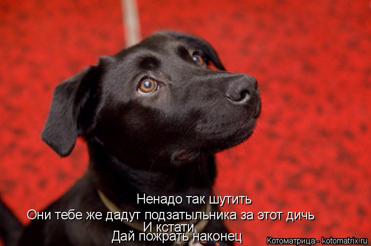 Котоматрица: Ненадо так шутить Они тебе же дадут подзатыльника за этот дичь И кстати Дай пожрать наконец