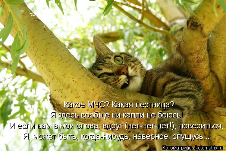 Котоматрица: Какое МЧС? Какая лестница? Я здесь вообще ни капли не боюсь! И если вам в мои слова, вдруг (нет-нет-нет!), повериться, Я, может быть, когда-нибудь