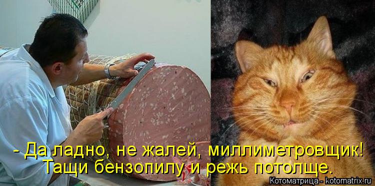 Котоматрица: - Да ладно, не жалей, миллиметровщик! Тащи бензопилу и режь потолще.