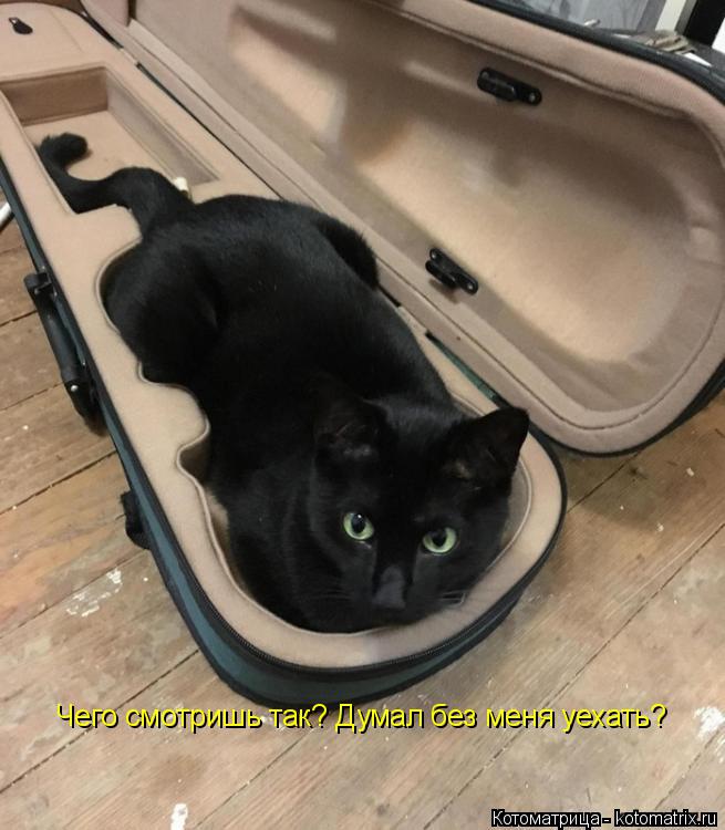 Котоматрица: Чего смотришь так? Думал без меня уехать?