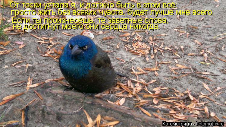 Котоматрица: От тоски устала я, и должно быть в этом всё: просто жить без всяких чувств, будет лучше мне всего. Если ты произнесёшь, те заветные слова, не д?
