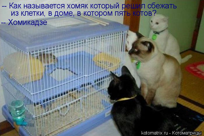 Котоматрица: -- Как называется хомяк который решил сбежать  из клетки, в доме, в котором пять котов?  -- Хомикадзе