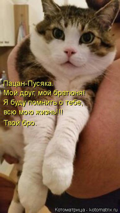 Котоматрица: Мой друг, мой братюня! Я буду помнить о тебе,  всю мою жизнь!!!  Твой бро.  Пацан-Пусяка.