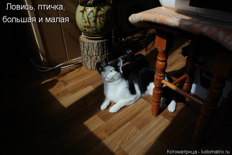 Котоматрица: Ловись, птичка,  большая и малая