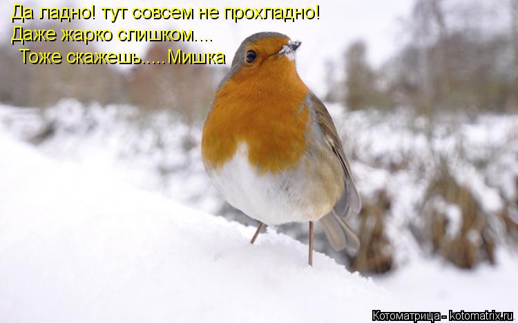 Котоматрица: Да ладно! тут совсем не прохладно! Даже жарко слишком.... Тоже скажешь.....Мишка