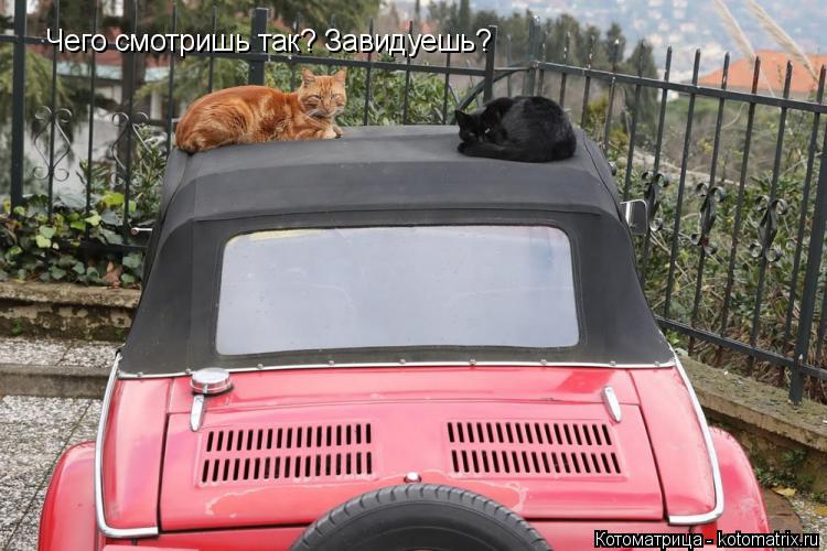 Котоматрица: Чего смотришь так? Завидуешь?