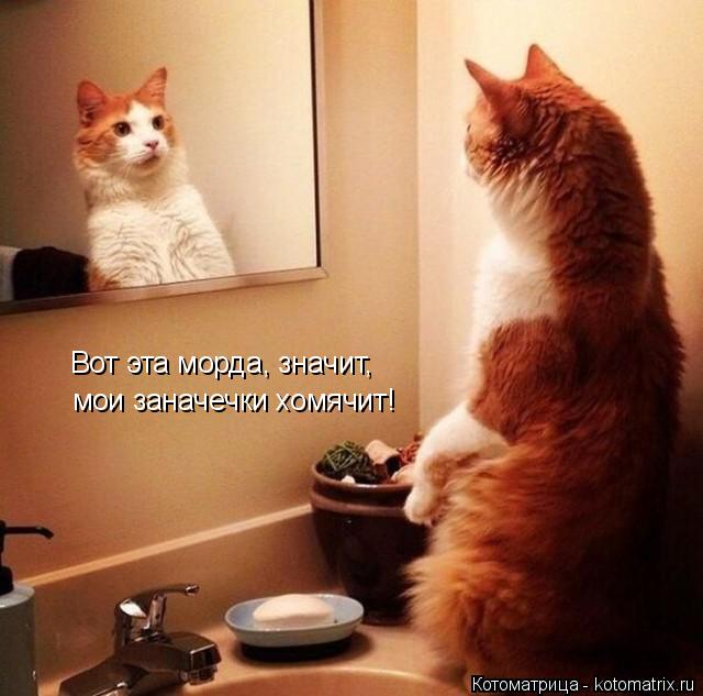 Котоматрица: Вот эта морда, значит, мои заначечки хомячит!