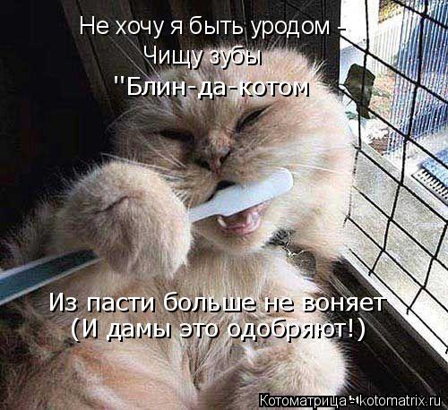 Котоматрица: Не хочу я быть уродом - Чищу зубы ''Блин-да-котом Из пасти больше не воняет (И дамы это одобряют!)