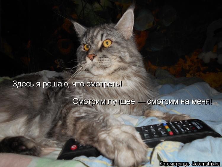 Котоматрица: Здесь я решаю, что смотреть! Смотрим лучшее — смотрим на меня!