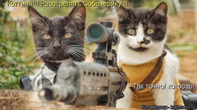 Котоматрица: - Коттиич!!! Расстрелять Собачерику!!!  - Так точно! котосэр!