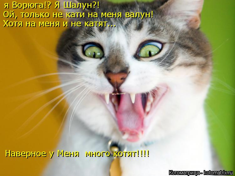 Котоматрица: я Ворюга!? Я Шалун?! Ой, только не кати на меня валун! Хотя на меня и не катят... Наверное у Меня  много котят!!!!
