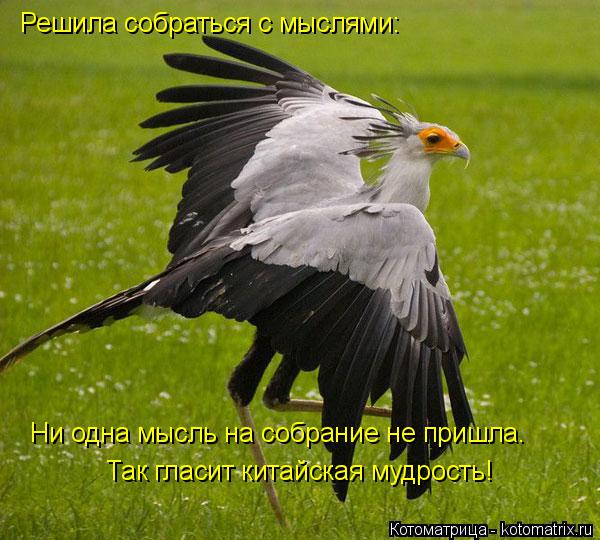 Котоматрица: Решила собраться с мыслями: Ни одна мысль на собрание не пришла. Так гласит китайская мудрость!