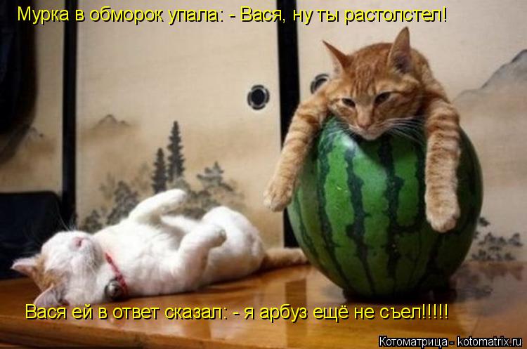 Котоматрица: Мурка в обморок упала: - Вася, ну ты растолстел! Вася ей в ответ сказал: - я арбуз ещё не съел!!!!!