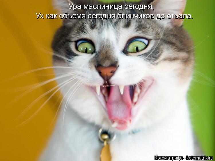 Котоматрица: Ура маслиница сегодня,  Ух как объемя сегодня блинчиков до отвала.