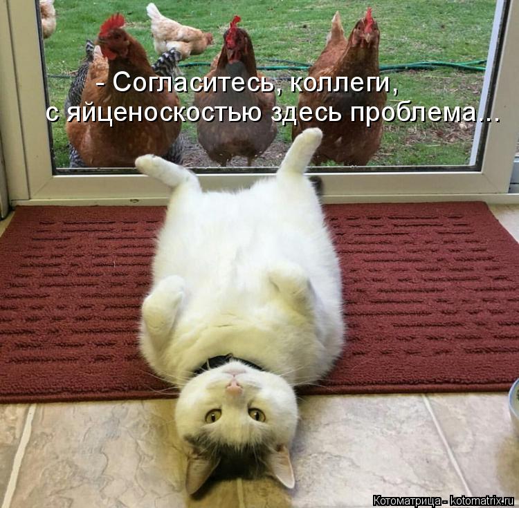 Котоматрица: - Согласитесь, коллеги, с яйценоскостью здесь проблема...