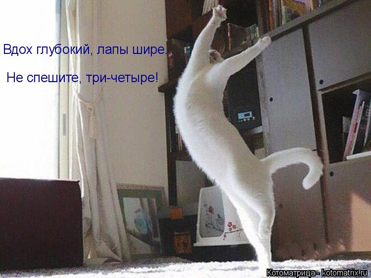 Котоматрица: Вдох глубокий, лапы шире. Не спешите, три-четыре!