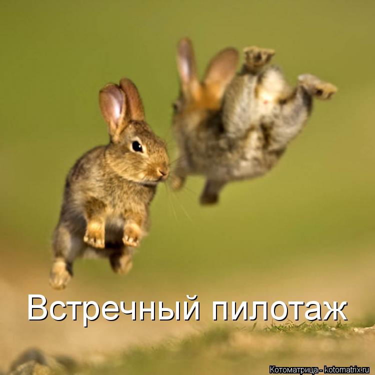 Встречный пилотаж... Котоматрица: Встречный пилотаж