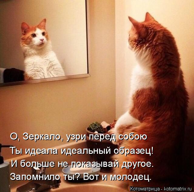 Котоматрица: О, Зеркало, узри перед собою Ты идеала идеальный образец! И больше не показывай другое. Запомнило ты? Вот и молодец.
