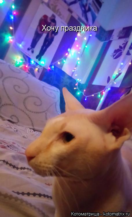 Котоматрица: Хочу праздника