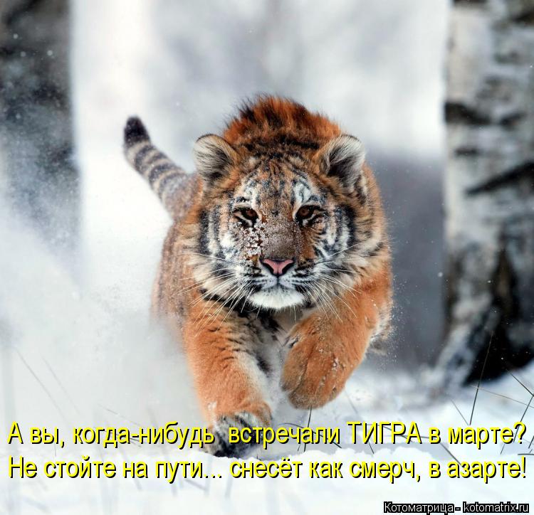А вы, когда-нибудь встречали ТИГРА в марте? Не стойте на пути... снесёт как смерч, в азарте!... Котоматрица: А вы, когда-нибудь встречали ТИГРА в марте? Не стойте на пути... снесёт как смерч, в азарте!