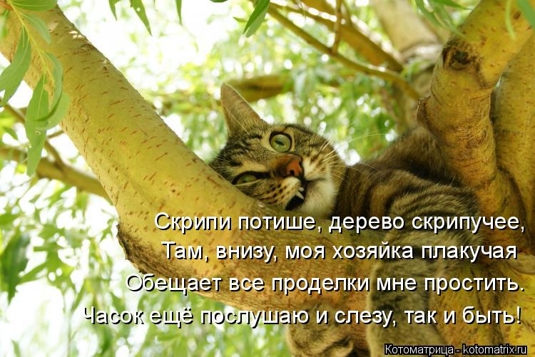 Котоматрица: Скрипи потише, дерево скрипучее, Там, внизу, моя хозяйка плакучая Обещает все проделки мне простить. Часок ещё послушаю и слезу, так и быть!