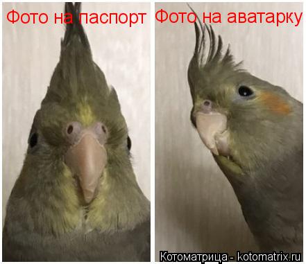 Котоматрица: Фото на паспорт Фото на аватарку