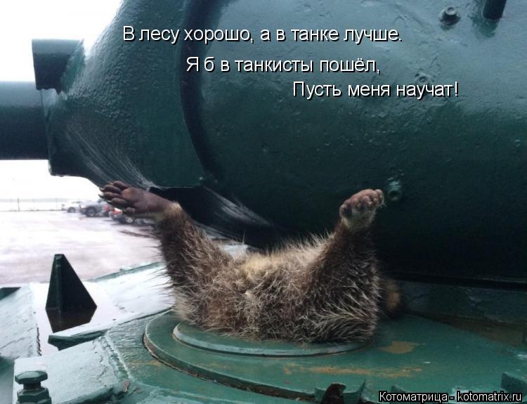 Котоматрица: В лесу хорошо, а в танке лучше. Пусть меня научат! Я б в танкисты пошёл,