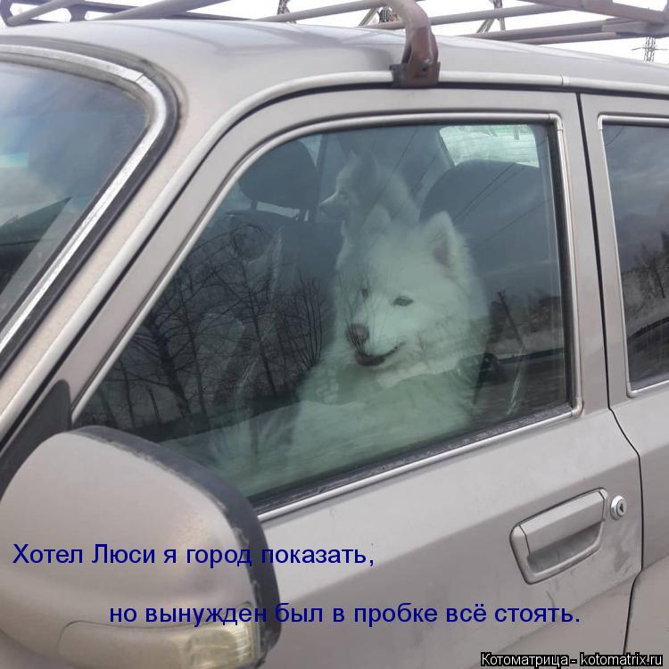 Котоматрица: Хотел Люси я город показать,  но вынужден был в пробке всё стоять.