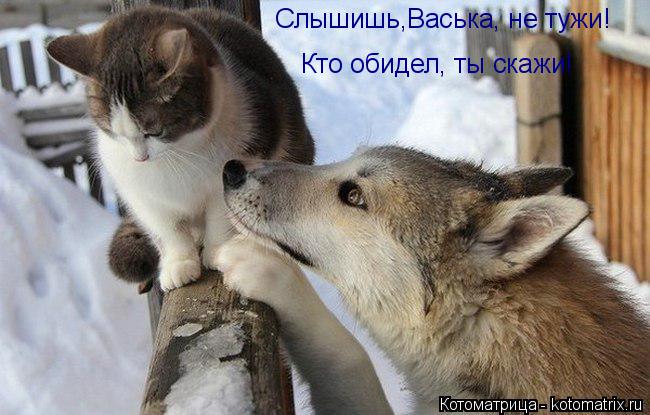 Котоматрица: Слышишь,Васька, не тужи!  Кто обидел, ты скажи!